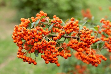 Branches with Pyracantha coccinea berries in an autumn garden