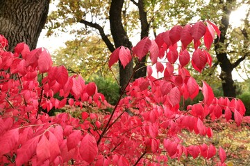 Red foliage of Euonymus alatus (burning bush) in an autumn park.