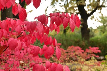 Red foliage of Euonymus alatus (burning bush) in an autumn park.