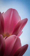 Fototapeta premium Pink Tulip Flower Blooming in Bright Sky with Soft Lighting