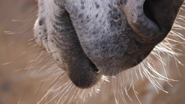 Close up of Somali wild ass donkey head and eye on sunny day