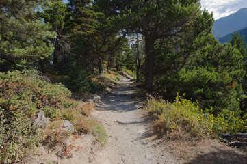 Tranquil Mountain Forest Trail Winding Through Pine Trees Along a Rugged Dirt Path Glacier National Park Montana. Sunlit forest trail winds between pine trees in a rugged mountain landscape. Bushes, r