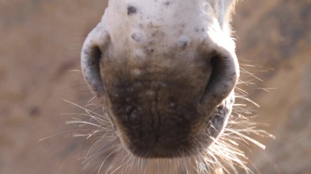Close up of Somali wild ass donkey head and eye on sunny day