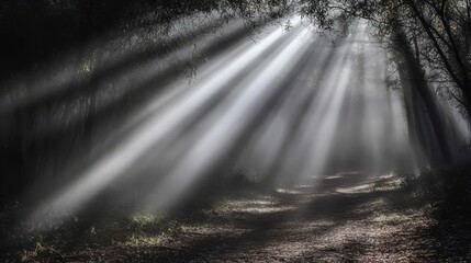 Sunlight rays shining through a forest environment