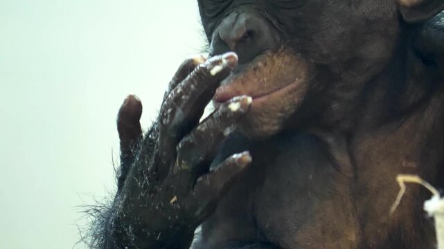 Close up of a young hungry Bonobo eating and licking his fingers