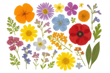 Pressed flower collection creating a beautiful herbarium art design, delicate colorful flora elements on transparent background
