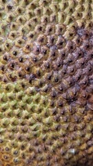 Macro close-up of the spiky, textured rind of a tropical jackfruit, creating a natural abstract background.