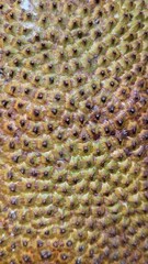 Macro close-up of the spiky, textured rind of a tropical jackfruit. Abstract background of a tropical jackfruit skin. Macro texture of the spiky, bumpy rind of an exotic fruit.