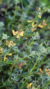 Evenkeel Deerplant, Acmispon Glaber Variety Glaber, an excellent native synoecious subshrub displaying rainy dew laden racemose umbel inflorescences during late Winter in Coastal Los Angeles County.