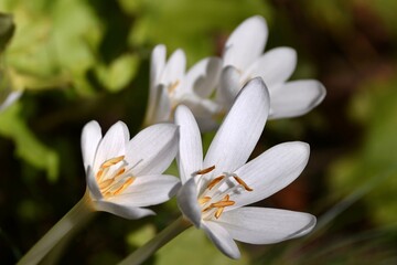 Białe kwiaty zimowita jesiennego (Colchicum autumnale) © Lancan