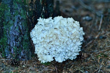 Piękny i dorodny grzyb siedxuń sosnowy (Sparassis crispa) 
