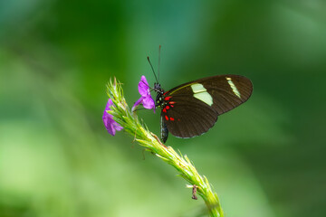 Beautiful butterfly in natural habitat. Heliconius doris, the Doris longwing or Doris is a species of butterfly in the family Nymphalidae. Peru