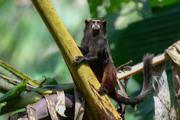 The brown-mantled tamarin monkey from Manu National Park in Peru. Wildlife scene from nature. Tamarin siting on the tree branch in the tropic jungle forest, animal in the habitat.