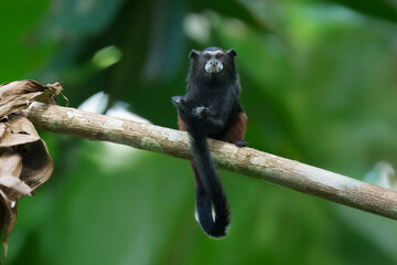 The brown-mantled tamarin monkey from Manu National Park in Peru. Wildlife scene from nature. Tamarin siting on the tree branch in the tropic jungle forest, animal in the habitat.