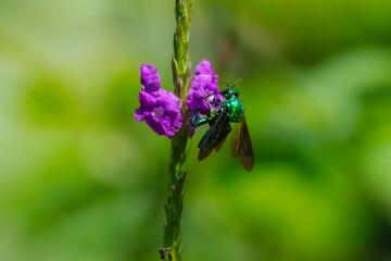 Large Cuckoo Wasp - Stilbum cyanurum, is a large Old World species of cuckoo wasps Stilbum...