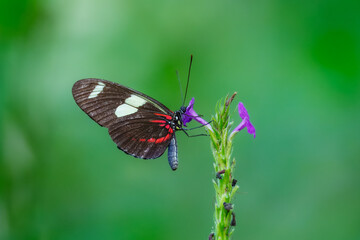 Beautiful butterfly in natural habitat. Heliconius doris, the Doris longwing or Doris is a species of butterfly in the family Nymphalidae. Peru