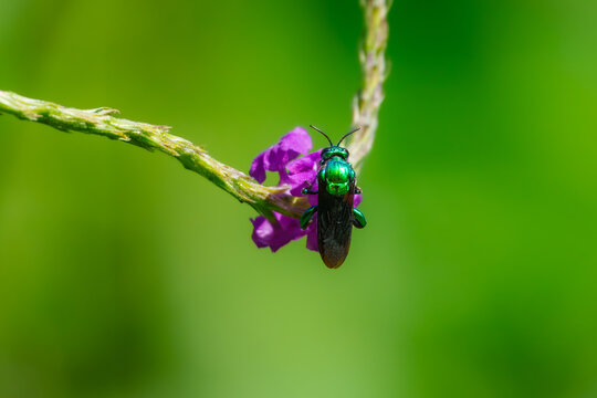 Large Cuckoo Wasp - Stilbum cyanurum, is a large Old World species of cuckoo wasps Stilbum cyanurum. Stilbum cyanurum. 