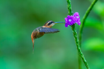 Reddish Hermit Phaethornis ruber, on the flower. Tiny and charismatic hermit hummingbird. Note a very contrasting black mask. Dark-olive above and cinnamon below and on the rump