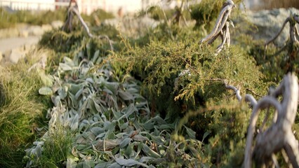 Juniper branches protecting lamb's ear plants from winter. Action