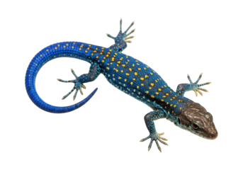 Bright blue lizard with yellow spots curves its tail on black.