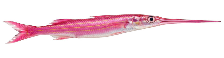Elongated pink fish with a long beak-like snout swims in darkness.