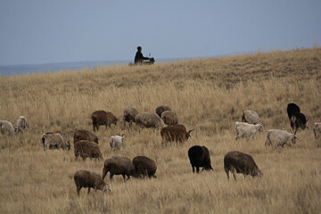 Motorcycle Herding on the Steppe, A Glimpse into Modern Nomadic Life of Central Asia
