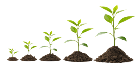 Five small green plants growing in soil, isolated on transparent background