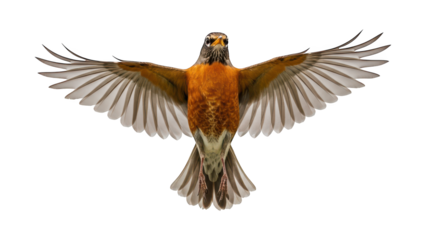 Bird with wings spread wide in mid flight against black backdrop.
