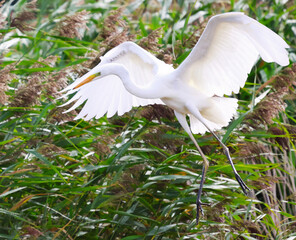 white heron in the grass