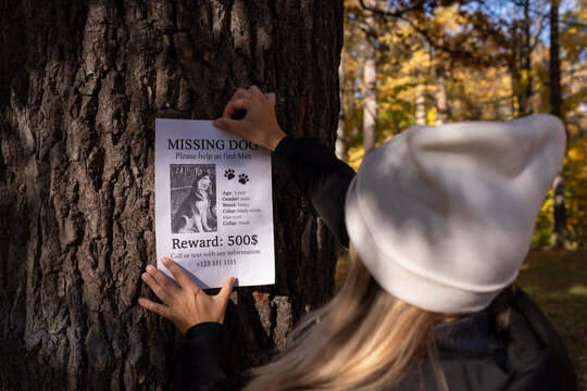 Young woman in white beanie taping missing dog flyer to a tree in autumn park. Emotional moment of hope and search. Warm sunlight and golden fall leaves in the background