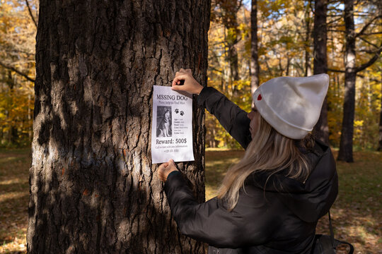 Young blonde woman in white hat posting missing dog flyer on a tree in autumn forest. Lost pet announcement with reward notice. Sunny day, fall atmosphere, emotional moment of search