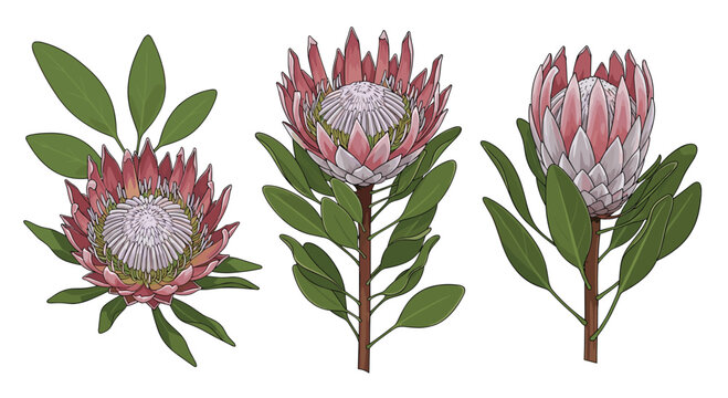Three blooming king protea flowers with green leaves.