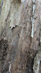 Tree trunk