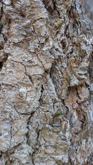 Rough tree bark texture