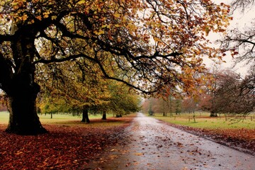 Naklejka premium Frost Touching the Last Autumn Leaves