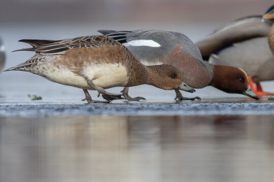 European wigeon (Mareca penelope) - Pfeifente