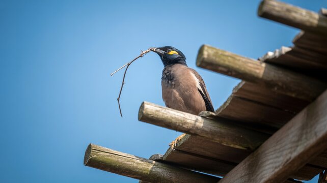 Common myna bird building nest on wooden structure against blue sky wildlife photography - Powered by Adobe