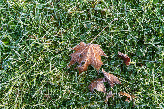 Frozen fall leaves lie on grass touched by morning frost. Calm and crisp scene from city park, showing transition from mild autumn to colder weather.
