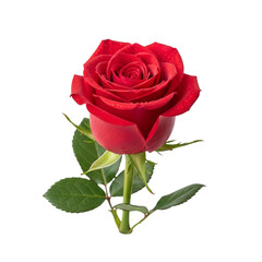 Garden Rose Flower Isolated on Transparent Background Representing Blooming Nature and Charm
