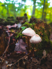 mushroom in the forest