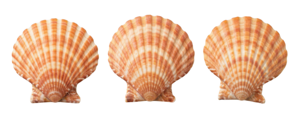 Three orange and white striped shells arranged against a black background.