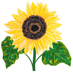 Yellow sunflower 