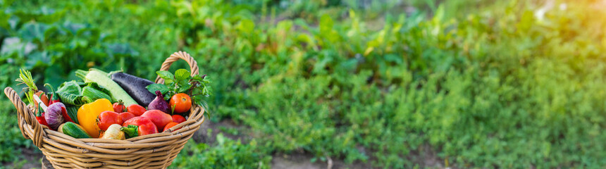 A basket of vegetables in the garden. Selective focus.