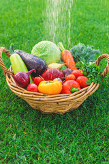 A basket of vegetables in the garden. Selective focus.
