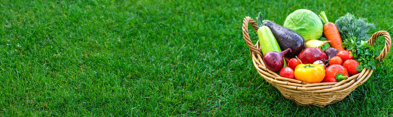 A basket of vegetables in the garden. Selective focus.