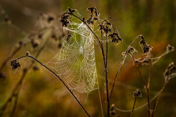 Łąka z pajęczyną
