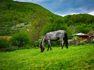 A gray horse peacefully grazes on a lush green meadow surrounded by trees and mountains under a cloudy sky. The calm rural scenery captures the beauty of countryside life.