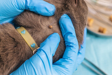 Tick on a cat neck. Selective focus.