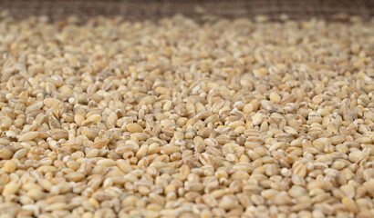 Pearl barley grains. Raw peeled cereal pile texture, organic pearl barley