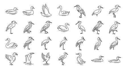 Collection of various waterfowl line art illustrations in a simple style
